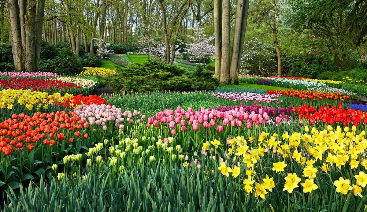 Keukenhof Gardens
