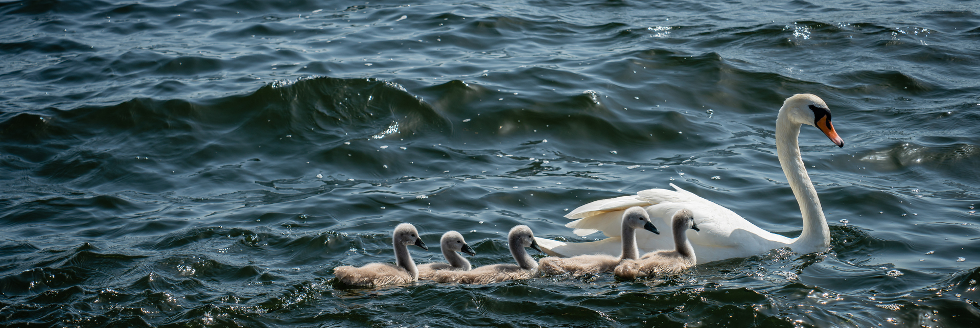 Swan family