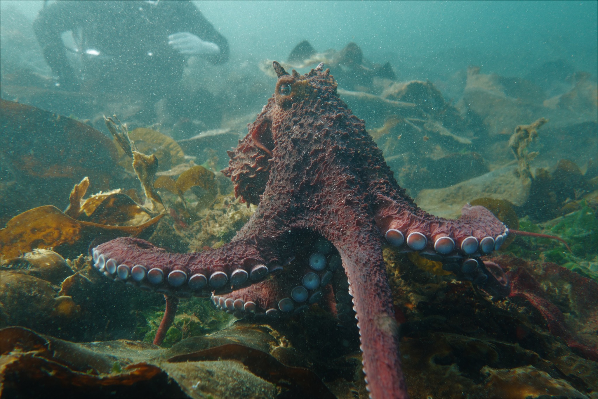 Giant Pacific Octopus