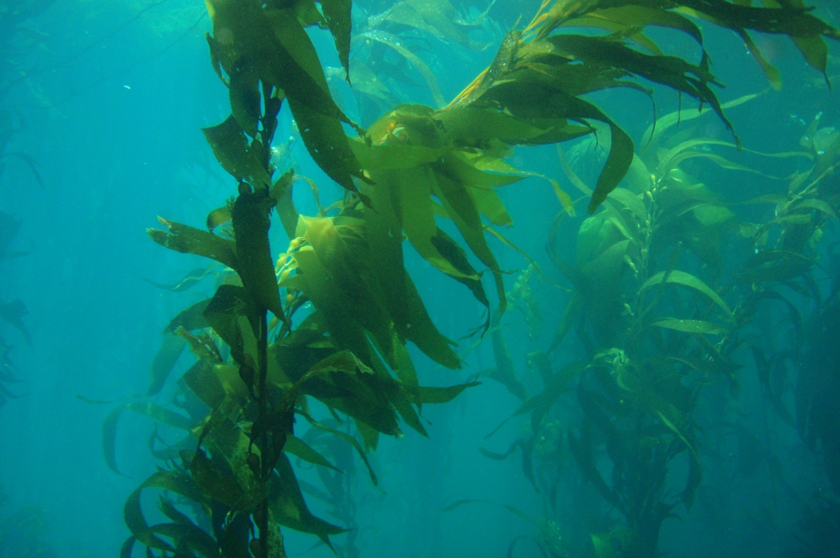 Giant Pacific Kelp