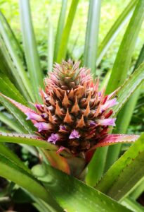 Pineapple Flowering