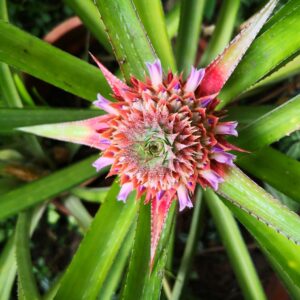 Pineapple Flowering