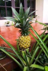 Pineapple Fruit