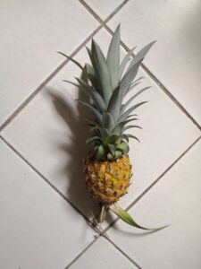 Pineapple Fruit